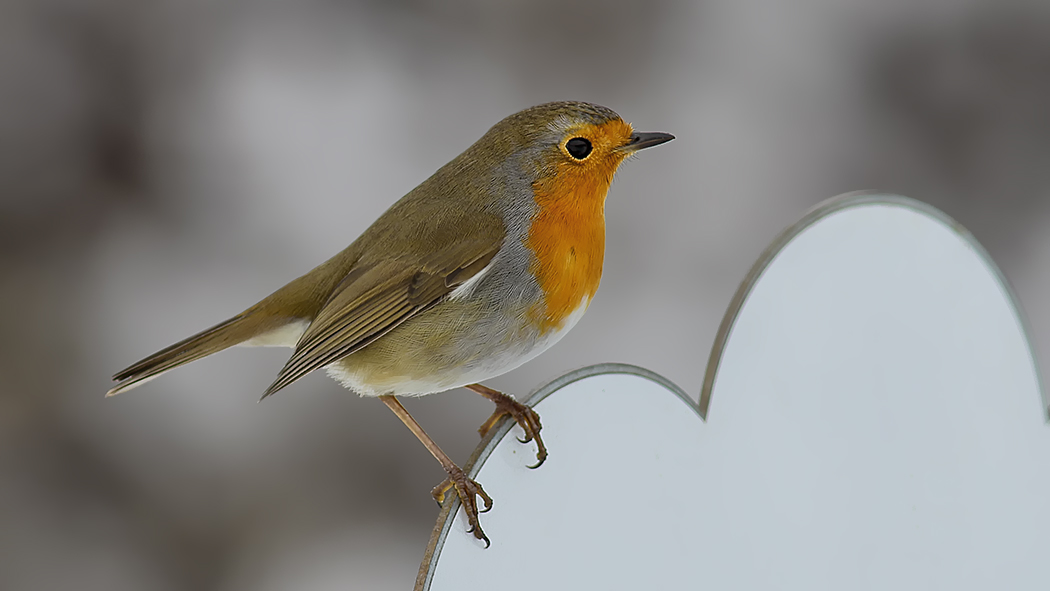 Kızılgerdan » European Robin » Erithacus rubecula