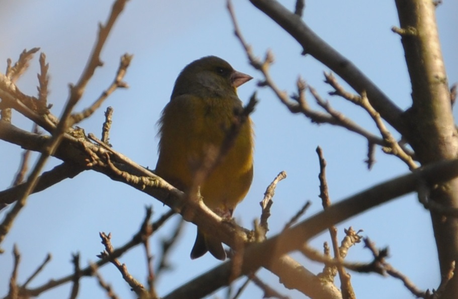 Florya » European Greenfinch » Chloris chloris