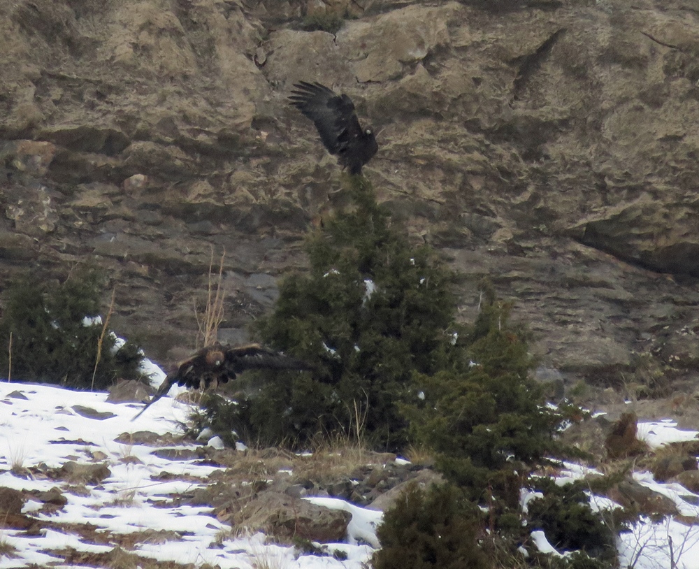 Kaya kartalı » Golden Eagle » Aquila chrysaetos