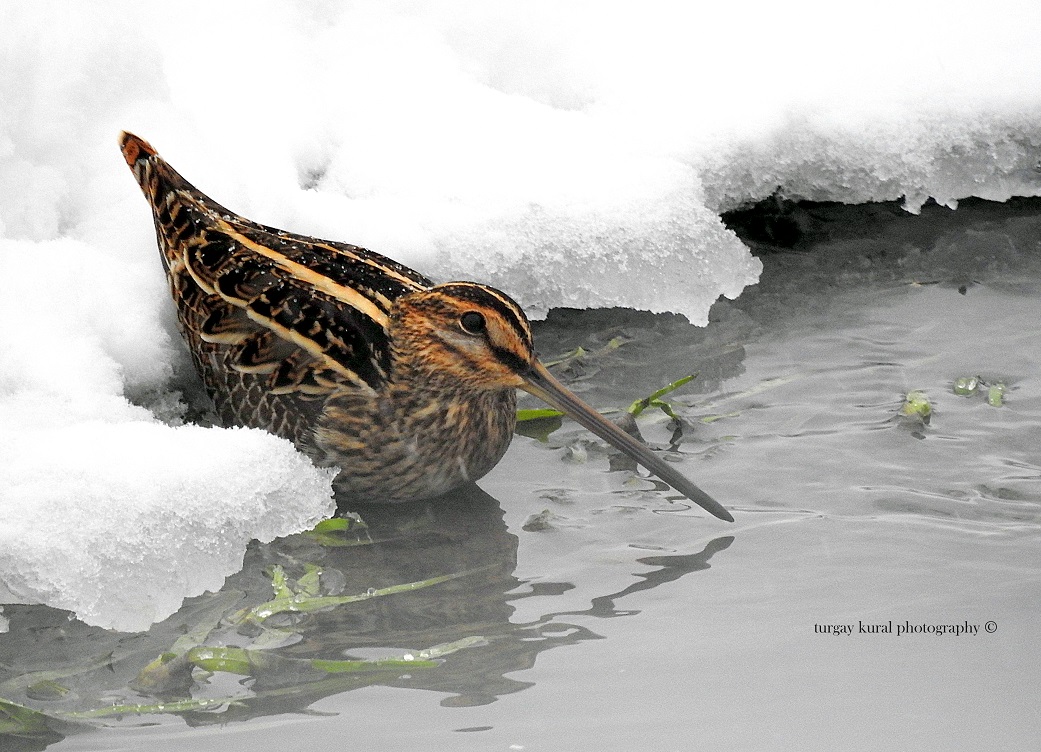 Suçulluğu » Common Snipe » Gallinago gallinago