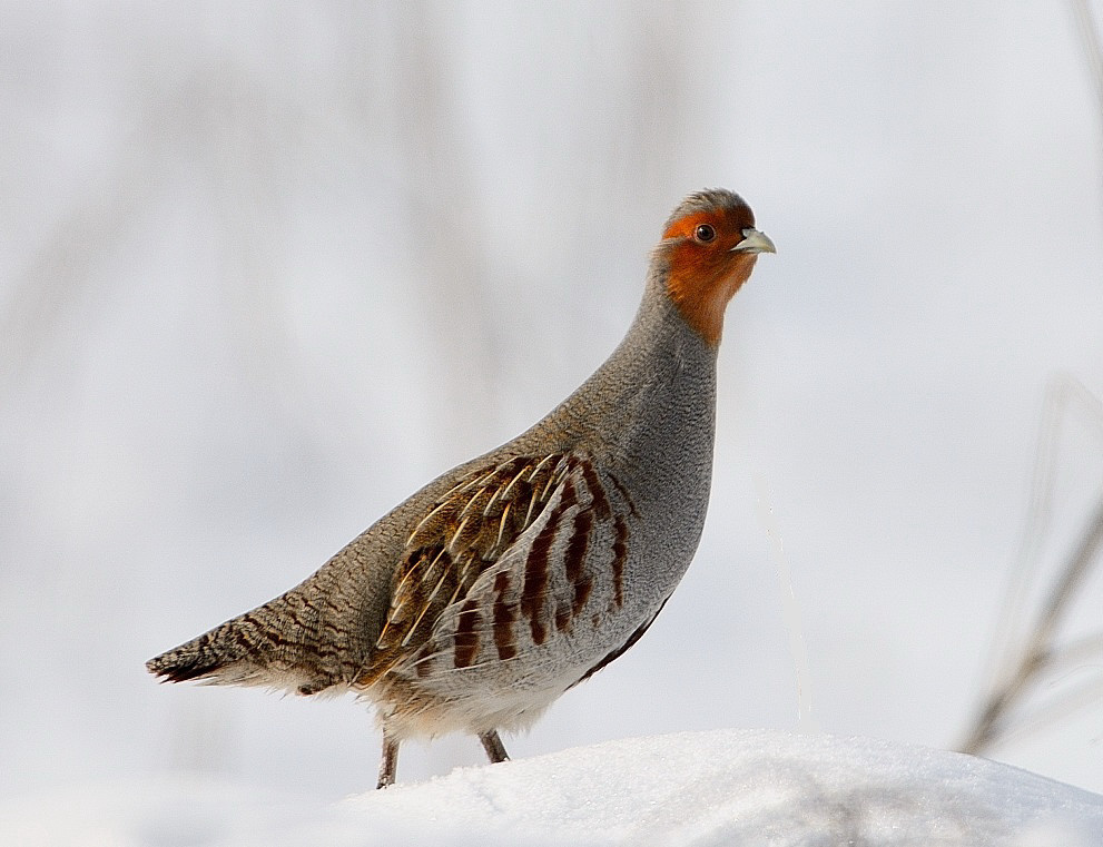 Çilkeklik » Grey Partridge » Perdix perdix