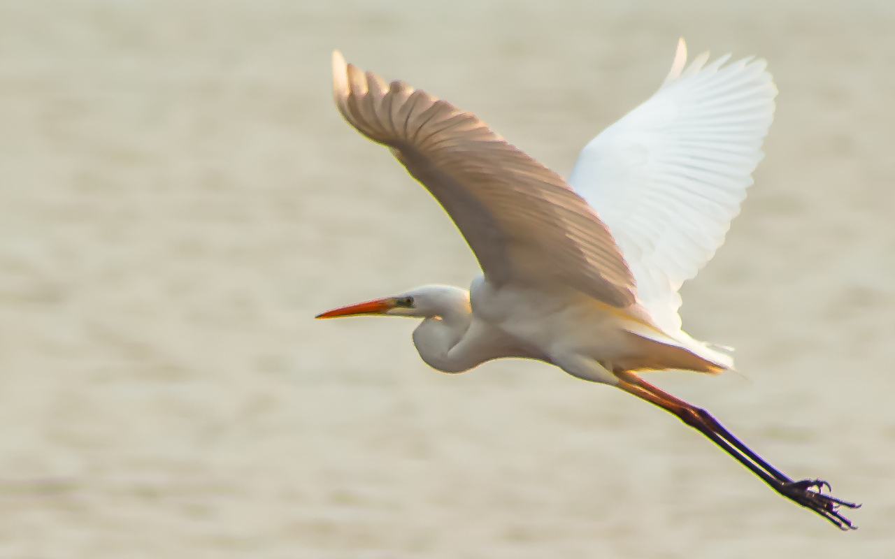 Büyük ak balıkçıl » Great Egret » Ardea alba