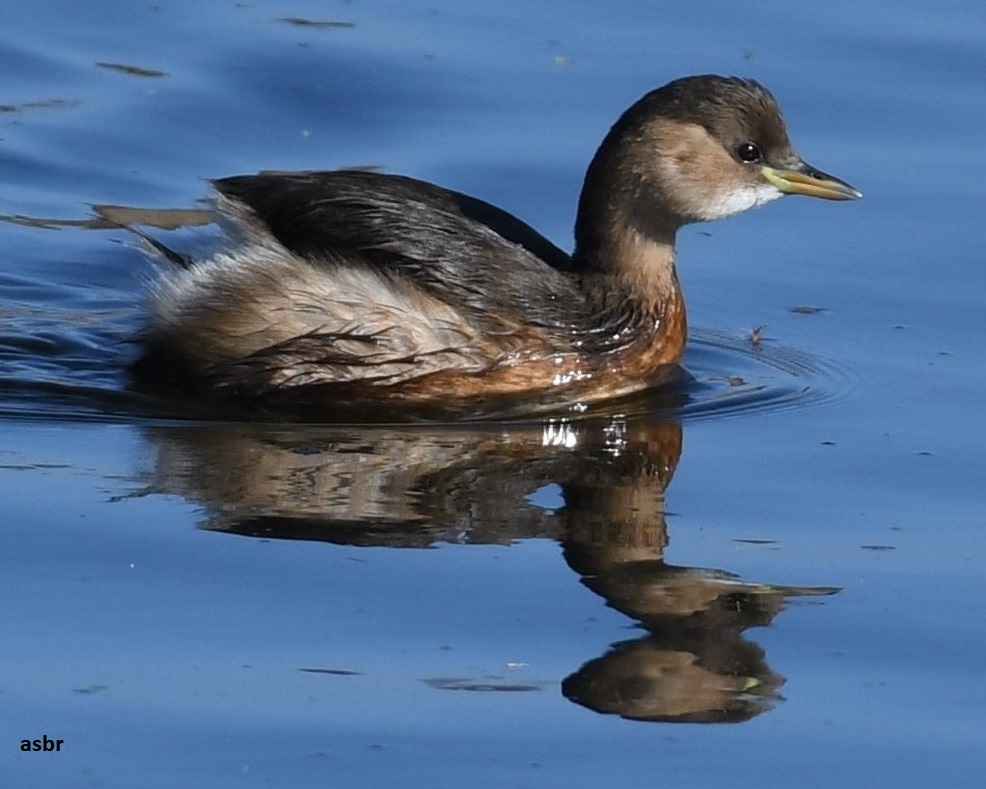 Küçük batağan » Little Grebe » Tachybaptus ruficollis