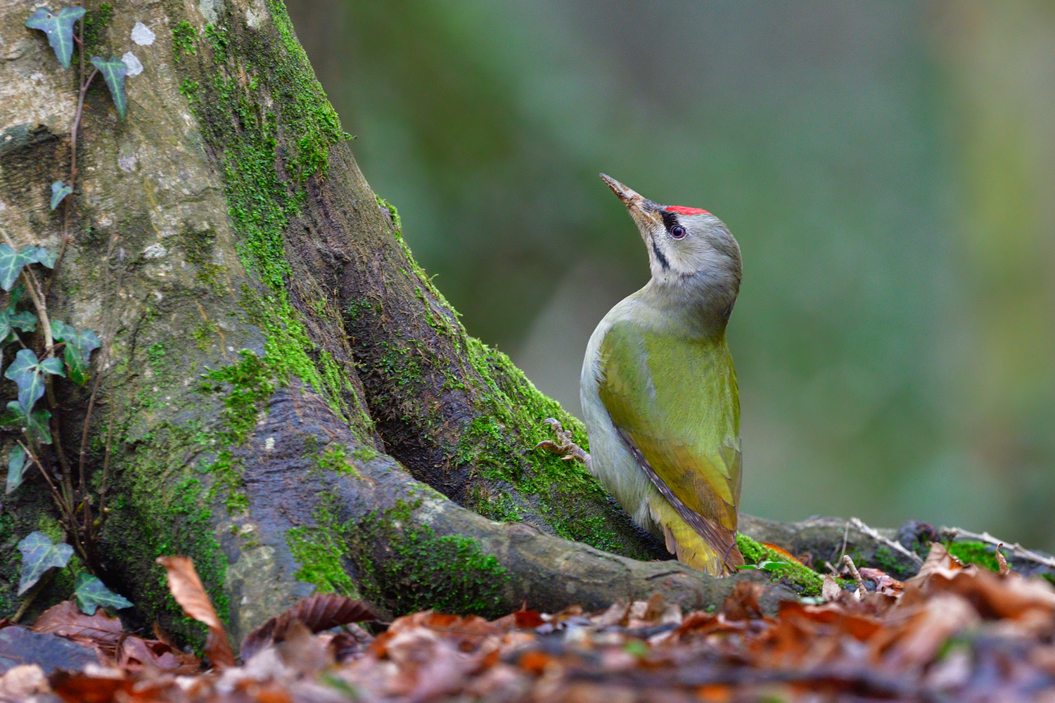 Küçük yeşil ağaçkakan » Grey-headed Woodpecker » Picus canus