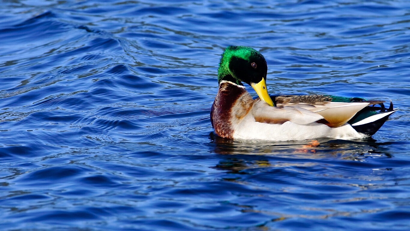Yeşilbaş » Mallard » Anas platyrhynchos
