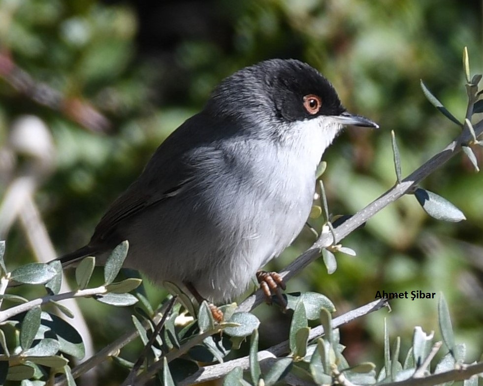 Maskeli ötleğen » Sardinian Warbler » Sylvia melanocephala
