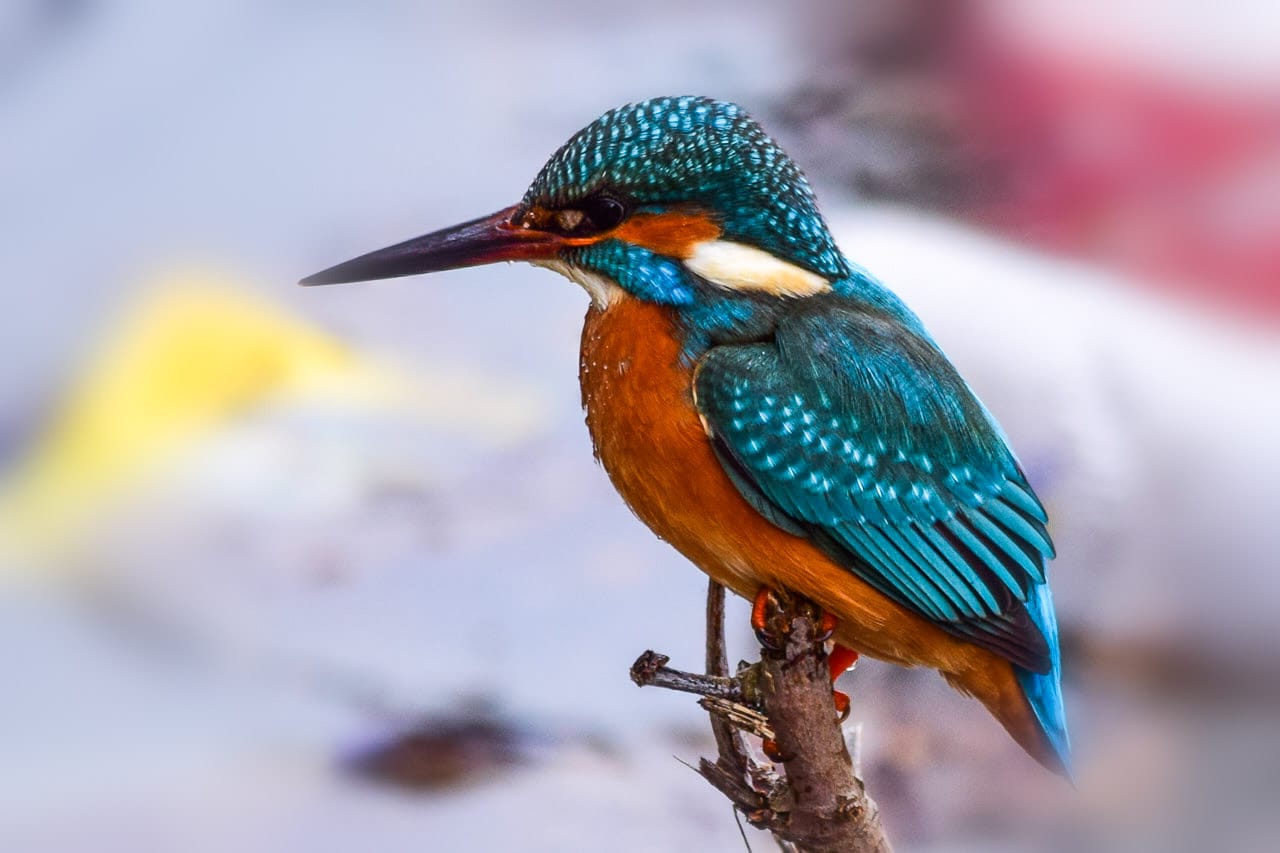 Yalıçapkını » Common Kingfisher » Alcedo atthis