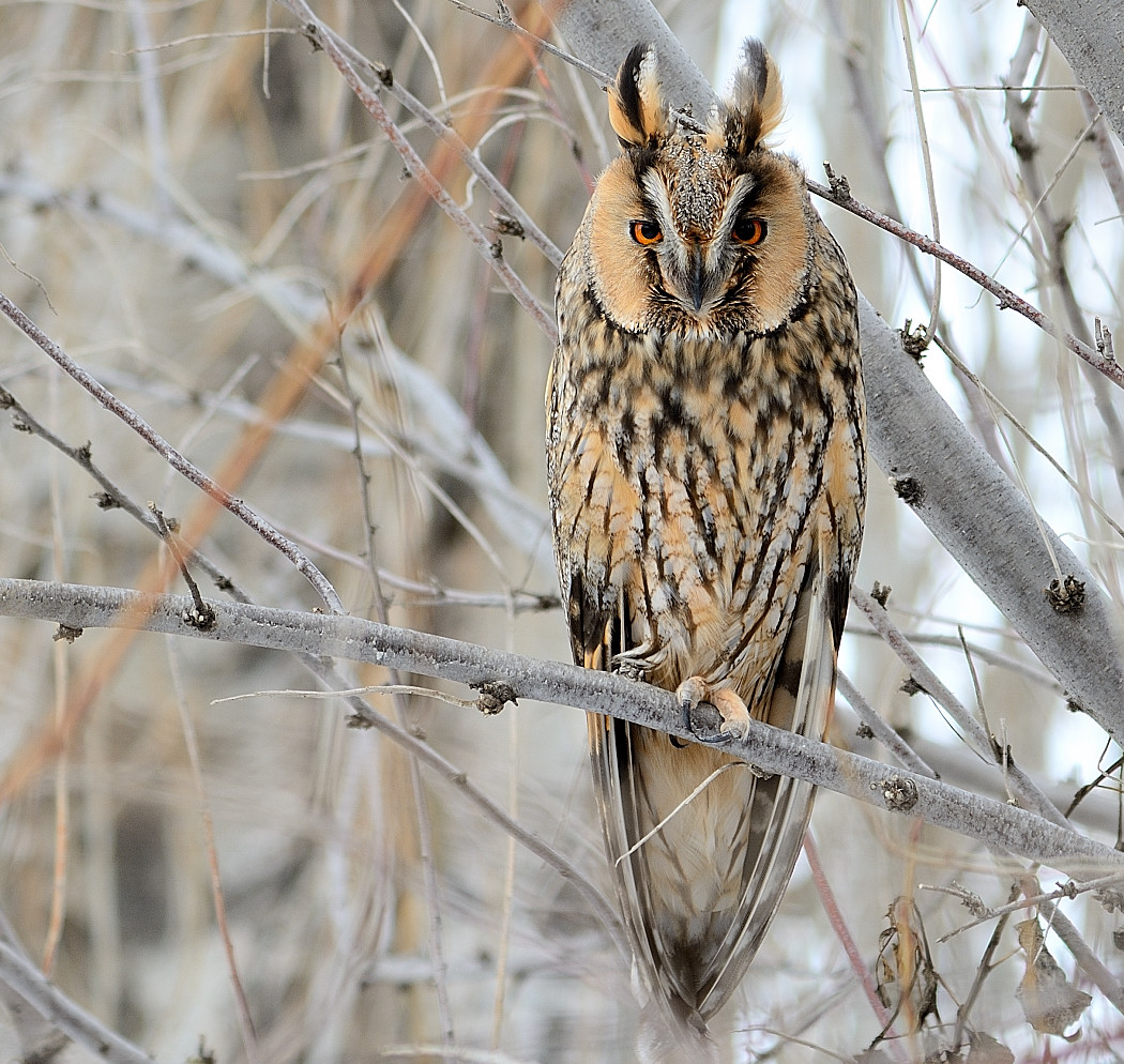 Kulaklı orman baykuşu » Long-eared Owl » Asio otus