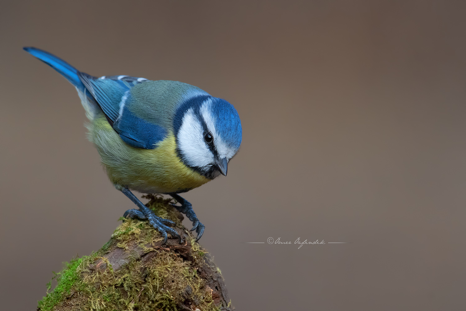 Mavi baştankara » Eurasian Blue Tit » Cyanistes caeruleus