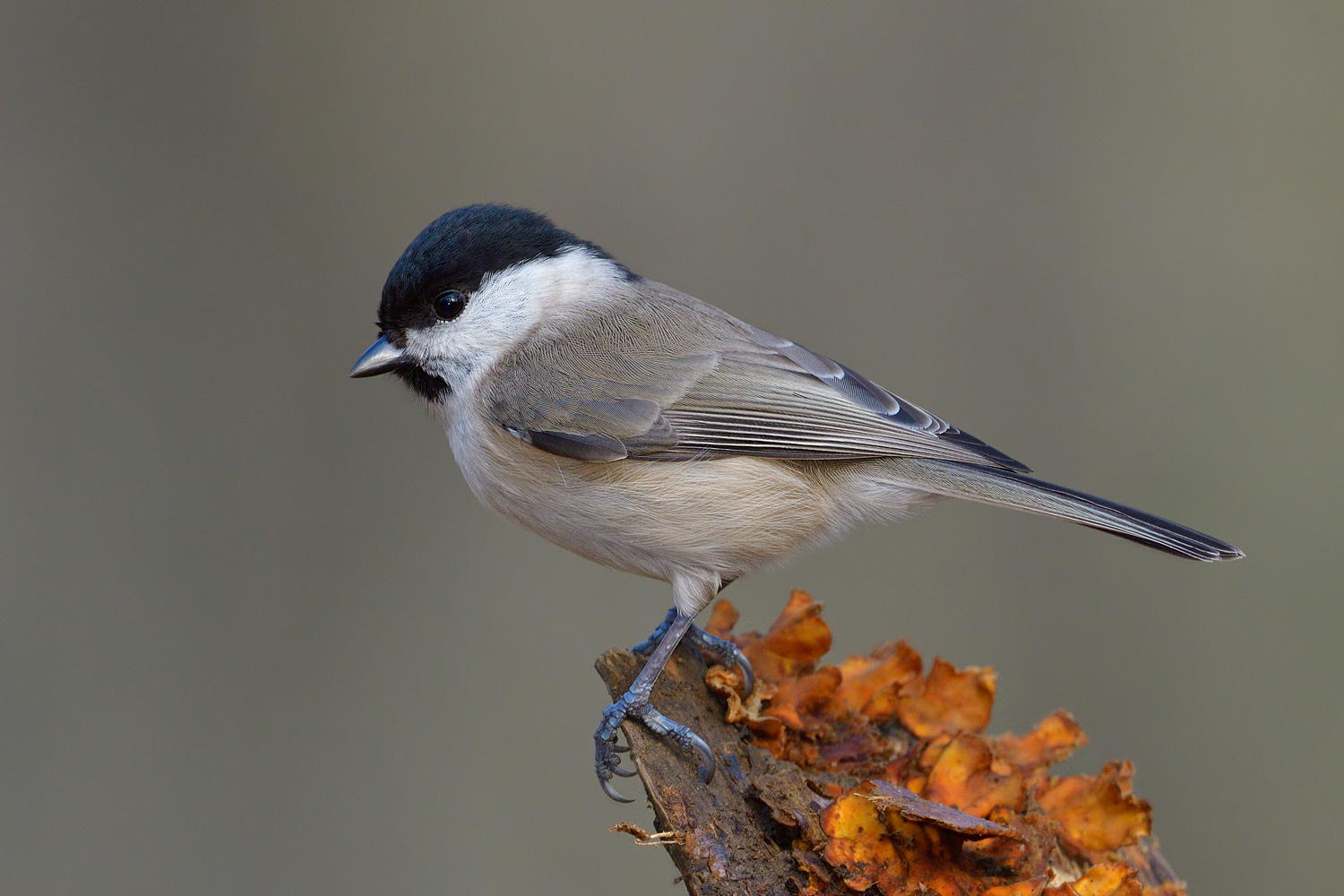 Kayın baştankarası » Marsh Tit » Poecile palustris