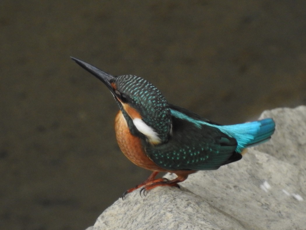 Yalıçapkını » Common Kingfisher » Alcedo atthis
