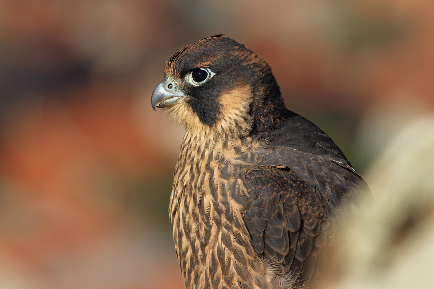 Gök doğan » Peregrine Falcon » Falco peregrinus
