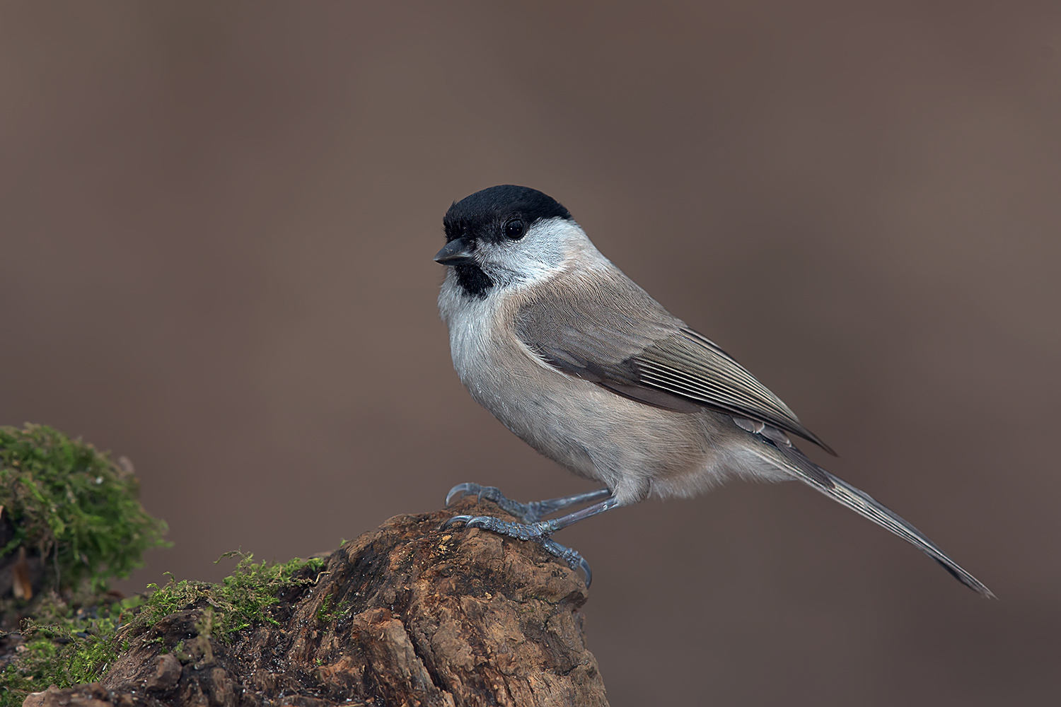 Kayın baştankarası » Marsh Tit » Poecile palustris
