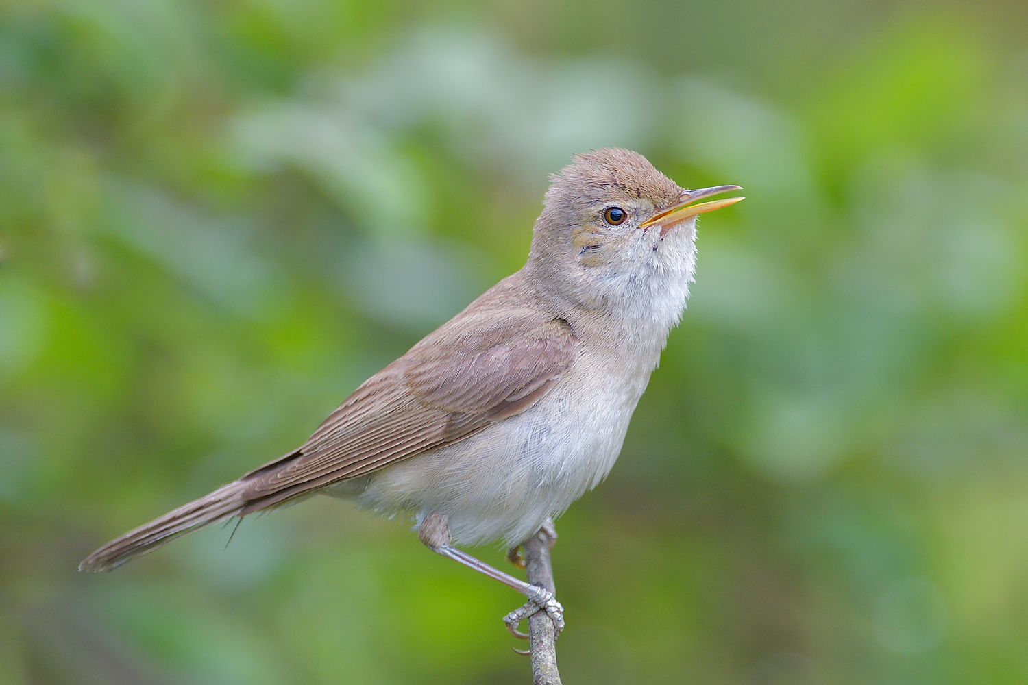 Ak mukallit » Eastern Olivaceous Warbler » Iduna pallida