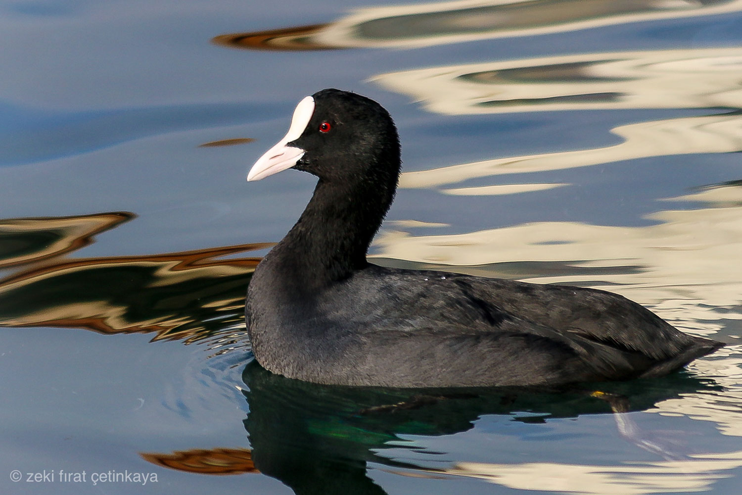 Sakarmeke » Eurasian Coot » Fulica atra