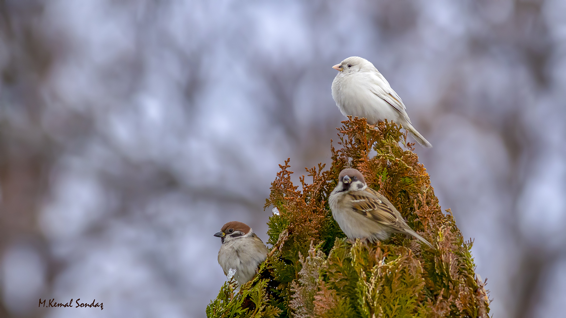 Ağaç serçesi » Eurasian Tree Sparrow » Passer montanus