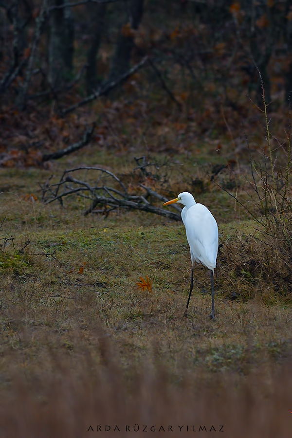 Büyük ak balıkçıl » Great Egret » Ardea alba