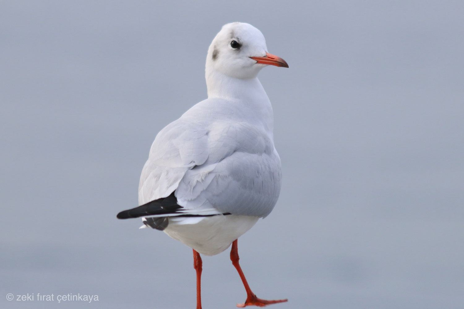 Karabaş martı » Black-headed Gull » Chroicocephalus ridibundus