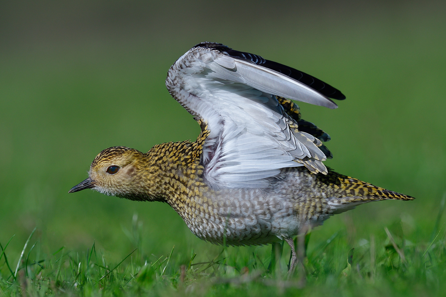 Altın yağmurcun » European Golden Plover » Pluvialis apricaria