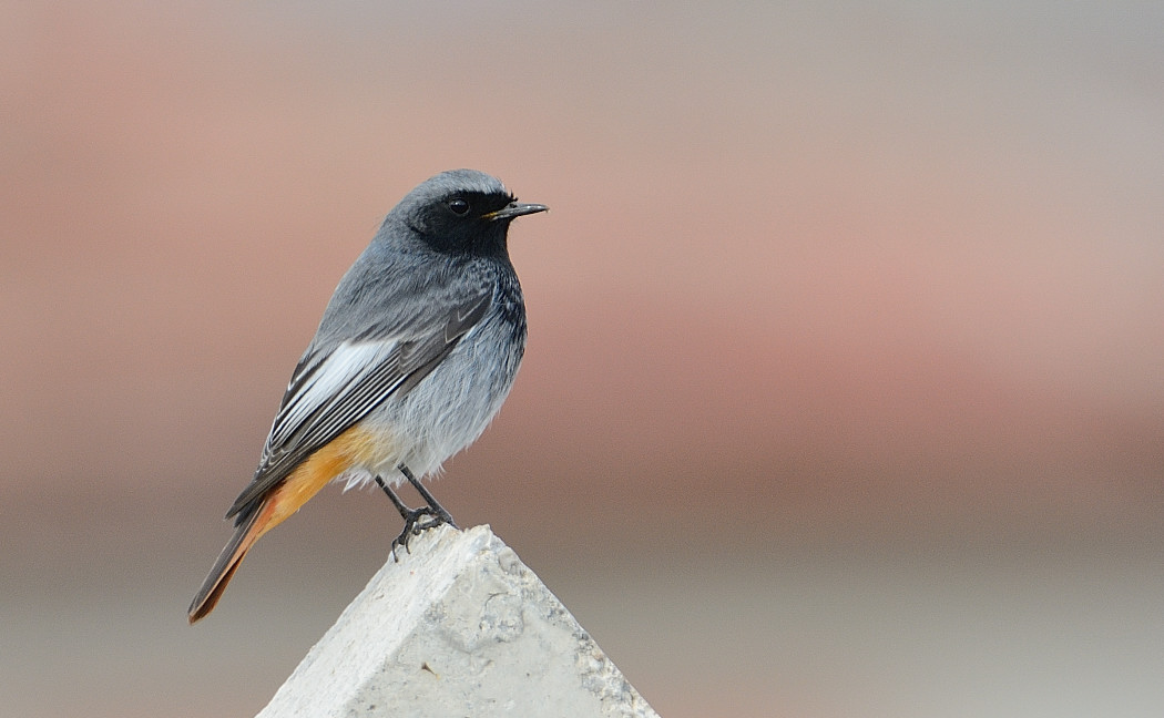 Kara kızılkuyruk » Black Redstart » Phoenicurus ochruros