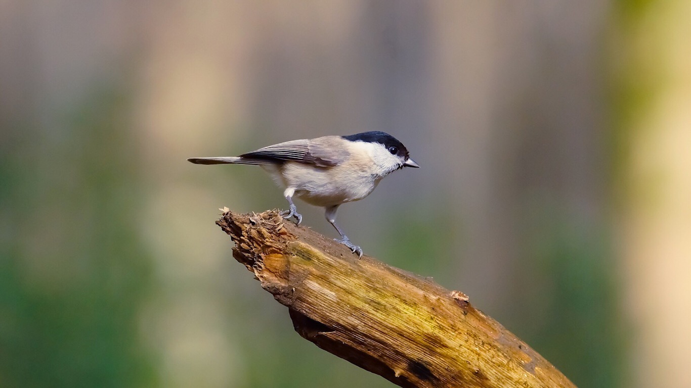 Kayın baştankarası » Marsh Tit » Poecile palustris