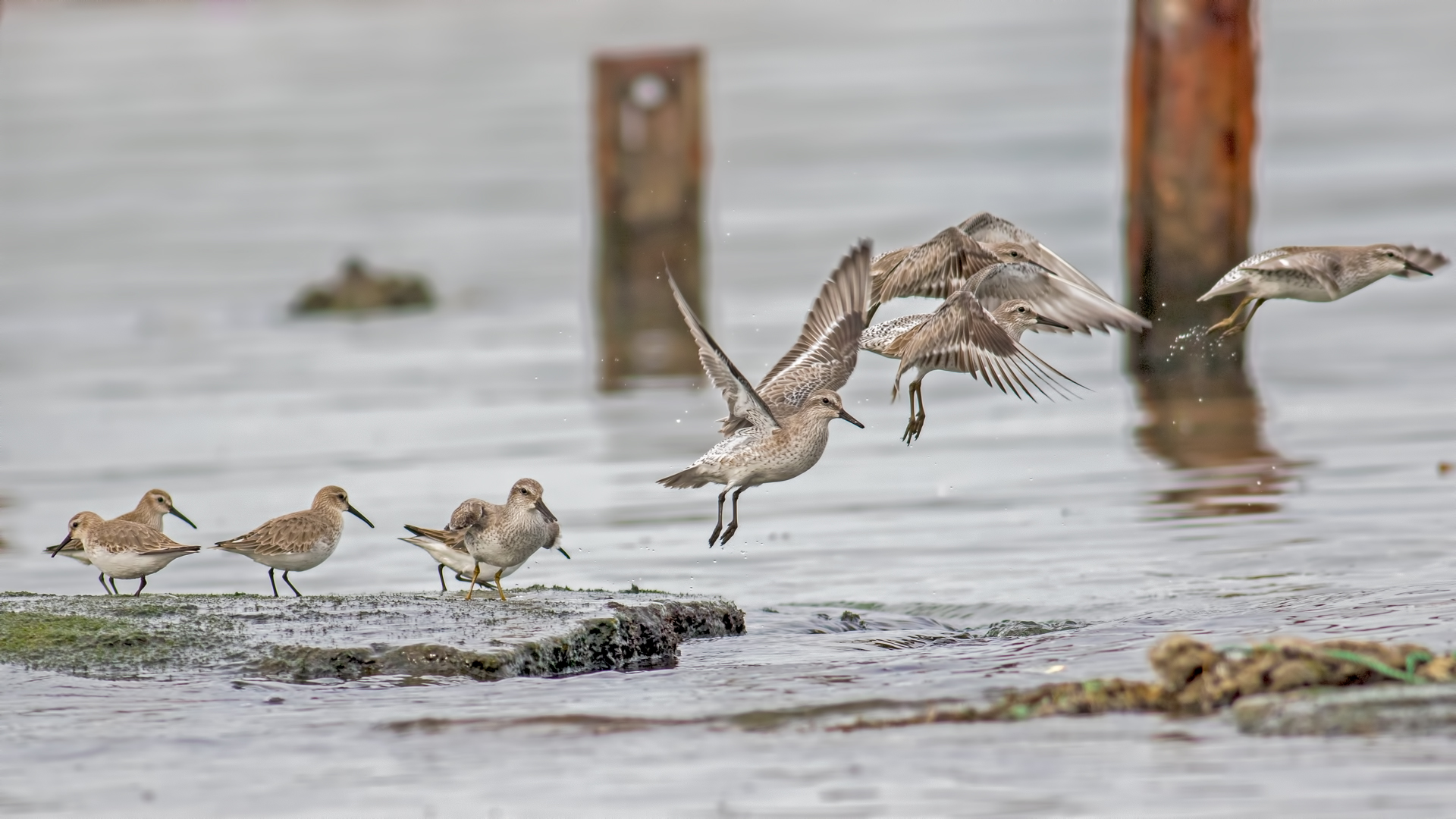 Büyük kumkuşu » Red Knot » Calidris canutus