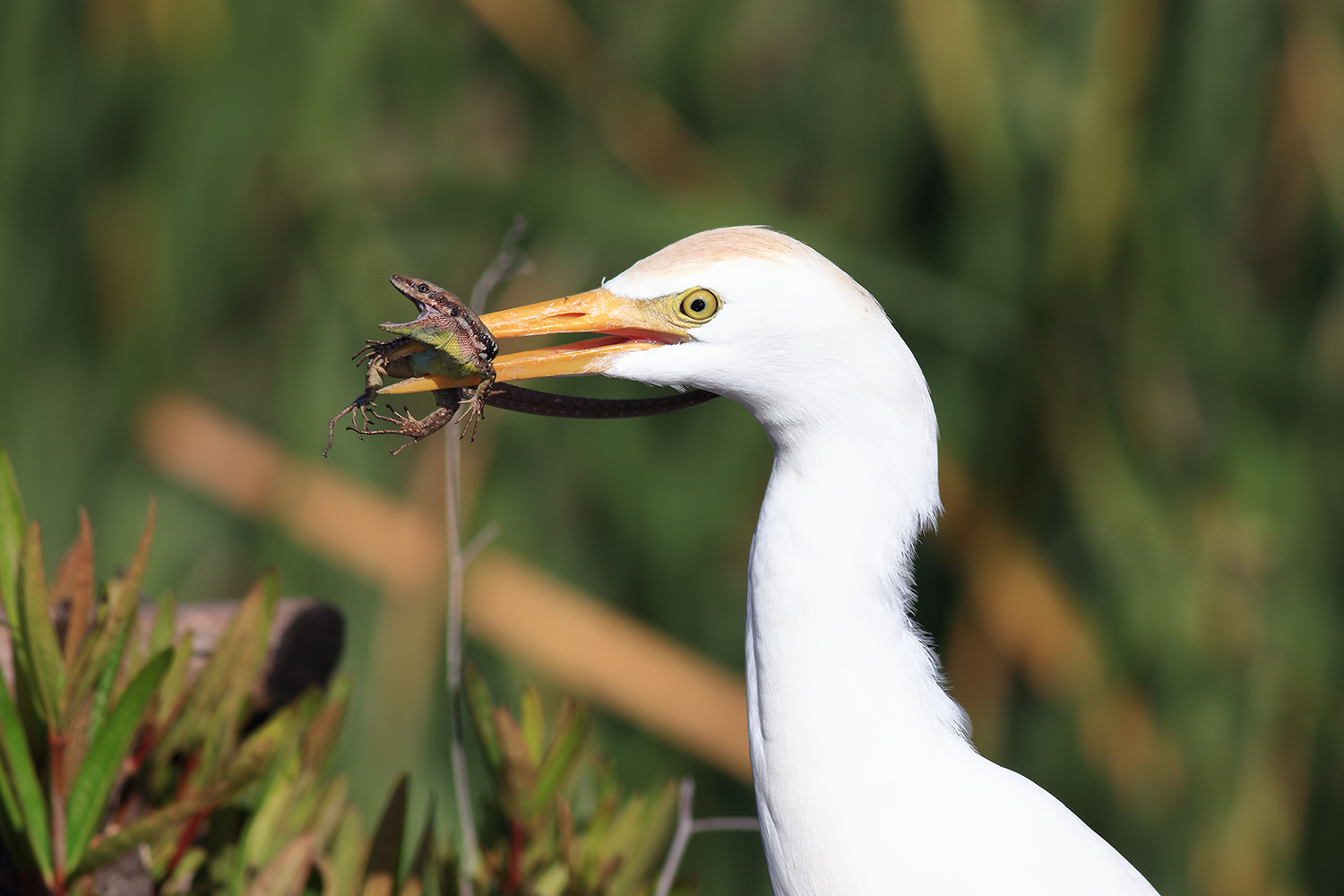 Sığır balıkçılı » Western Cattle Egret » Ardea ibis