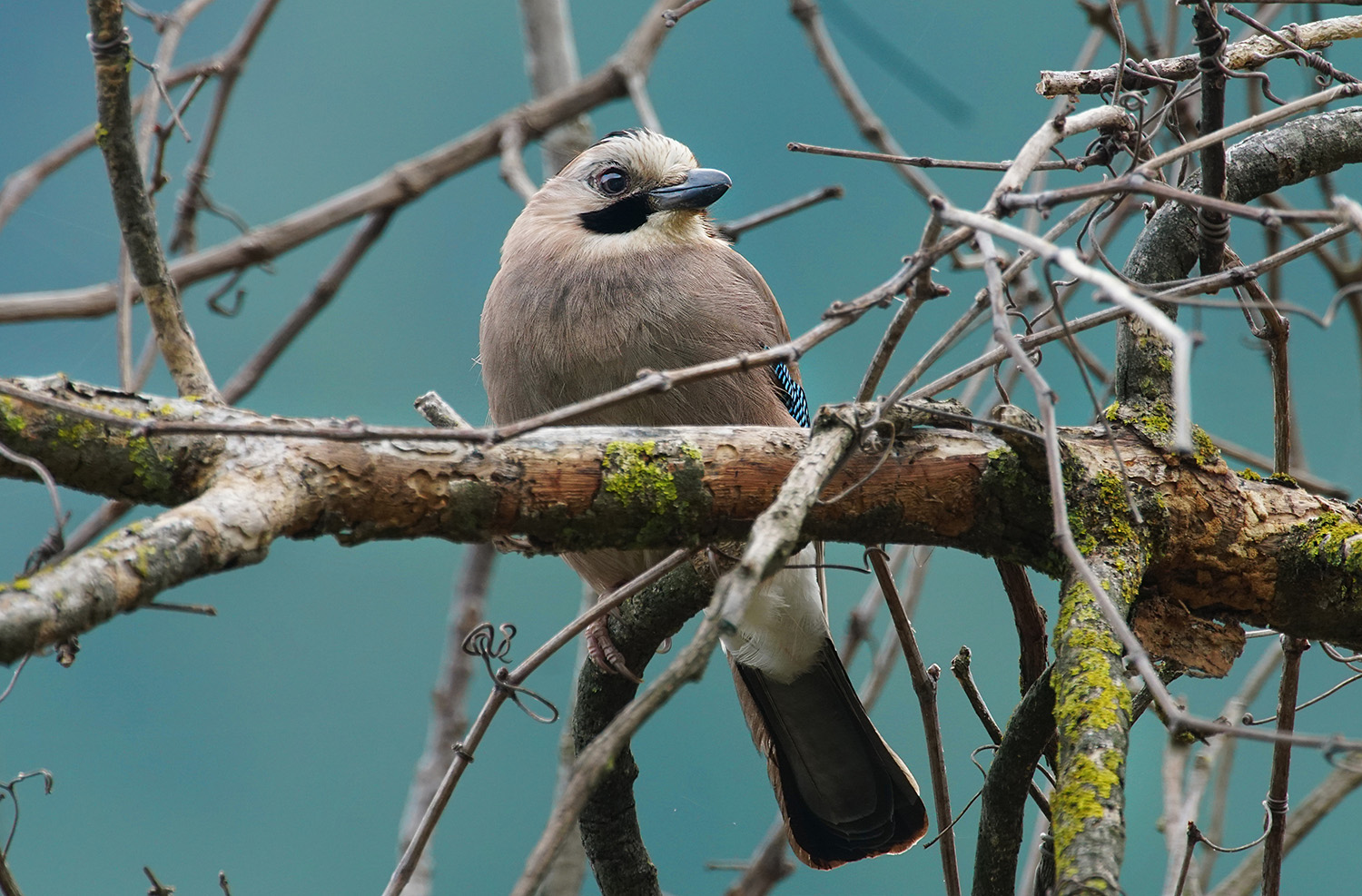 Alakarga » Eurasian Jay » Garrulus glandarius