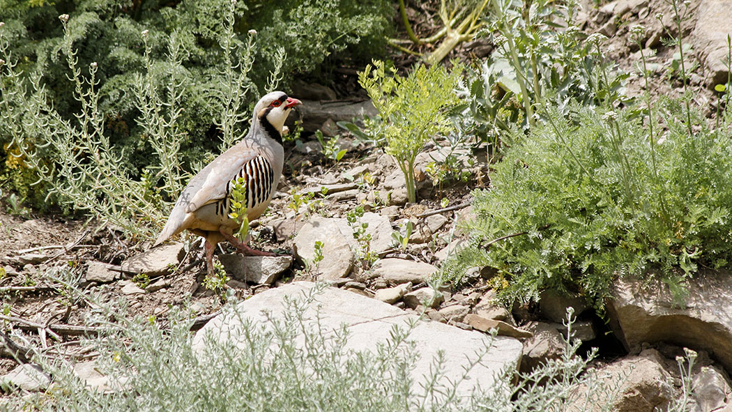 Kınalı keklik » Chukar Partridge » Alectoris chukar
