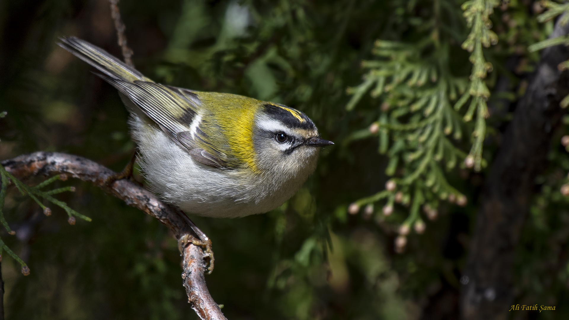 Sürmeli çalıkuşu » Common Firecrest » Regulus ignicapilla