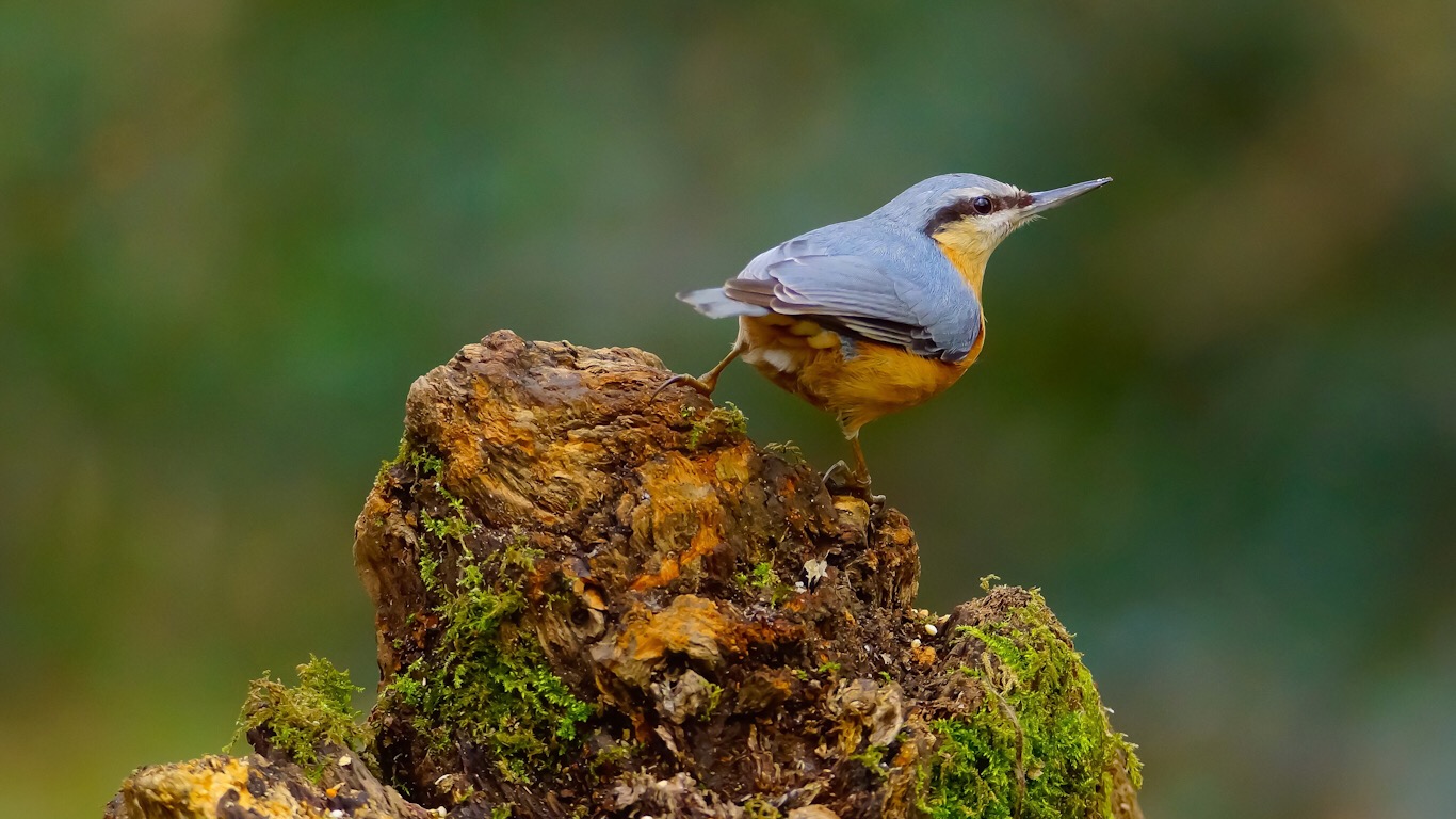 Sıvacı » Eurasian Nuthatch » Sitta europaea