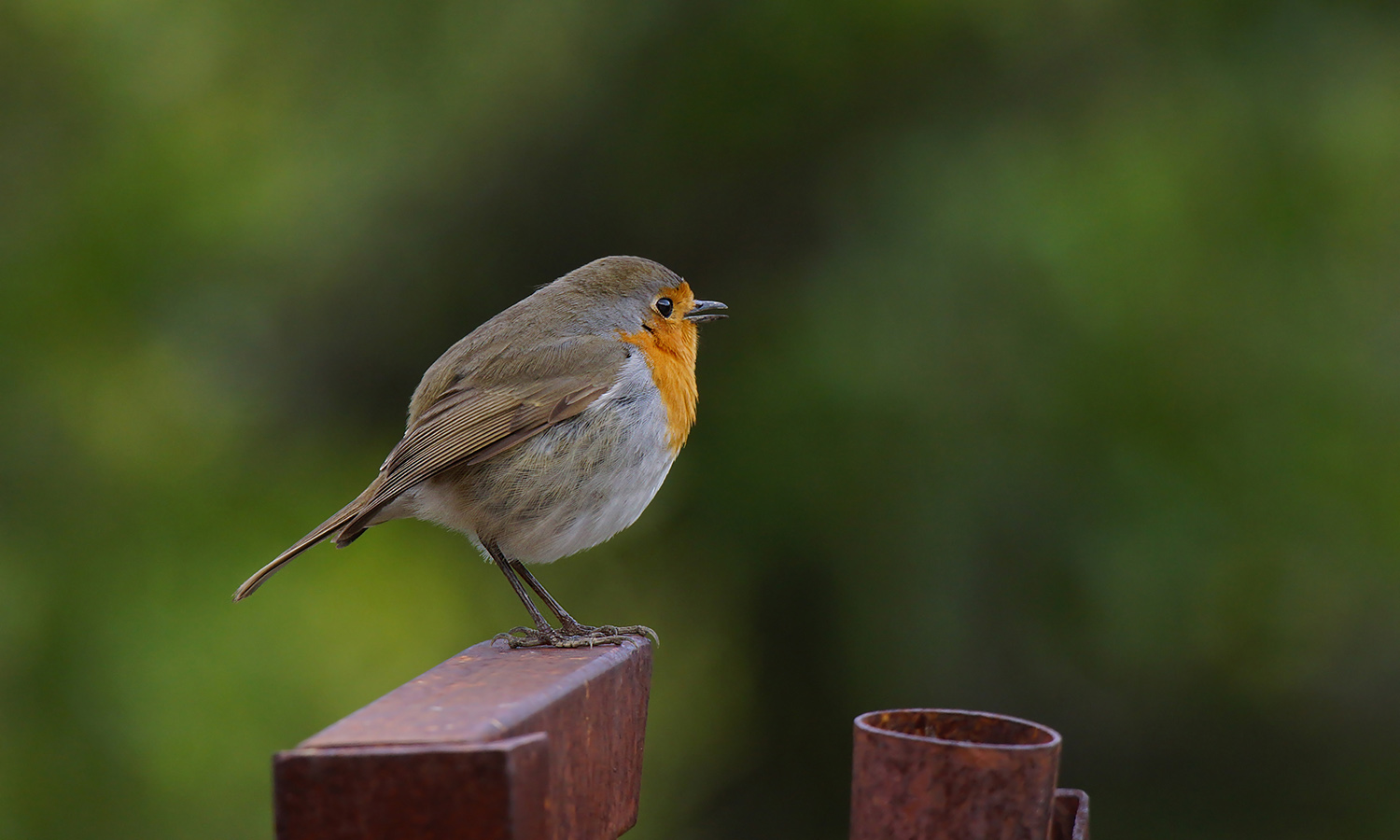 Kızılgerdan » European Robin » Erithacus rubecula