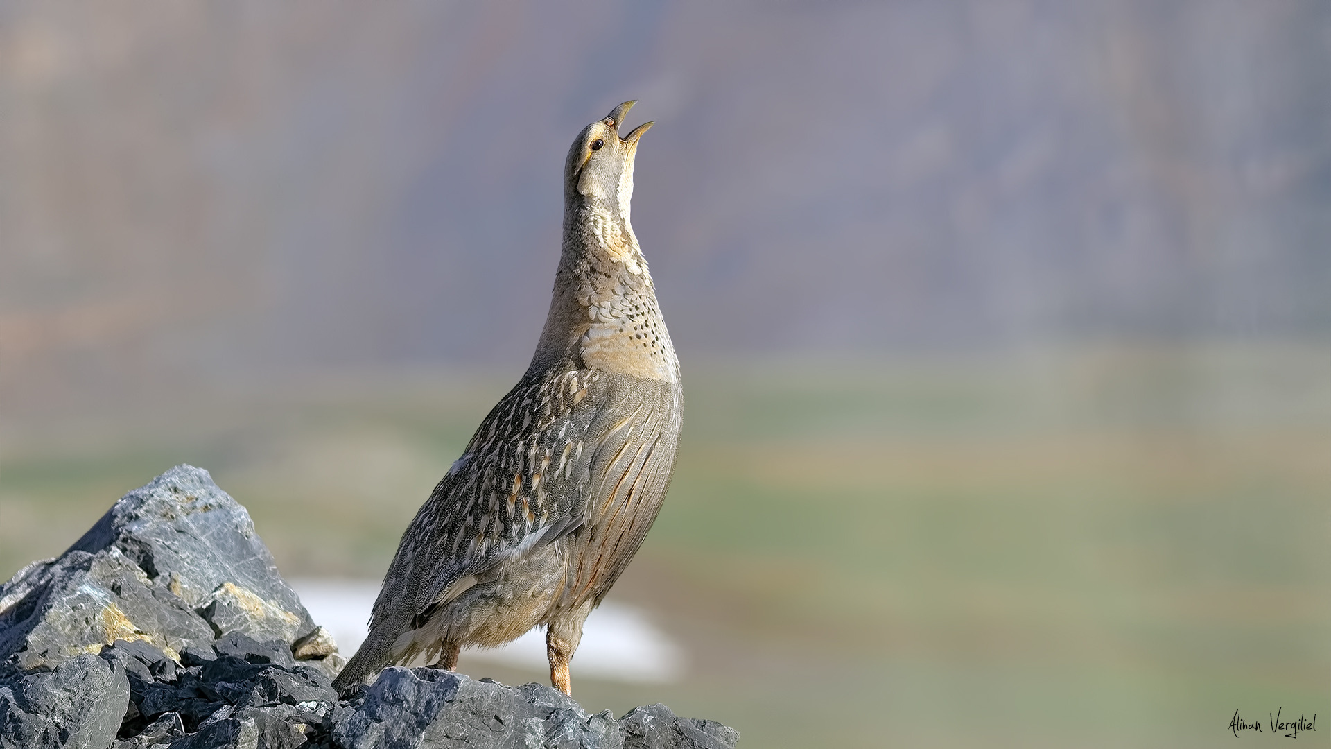 Urkeklik