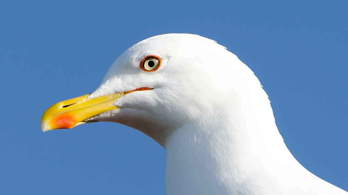 Gümüş martı » Yellow-legged Gull » Larus michahellis