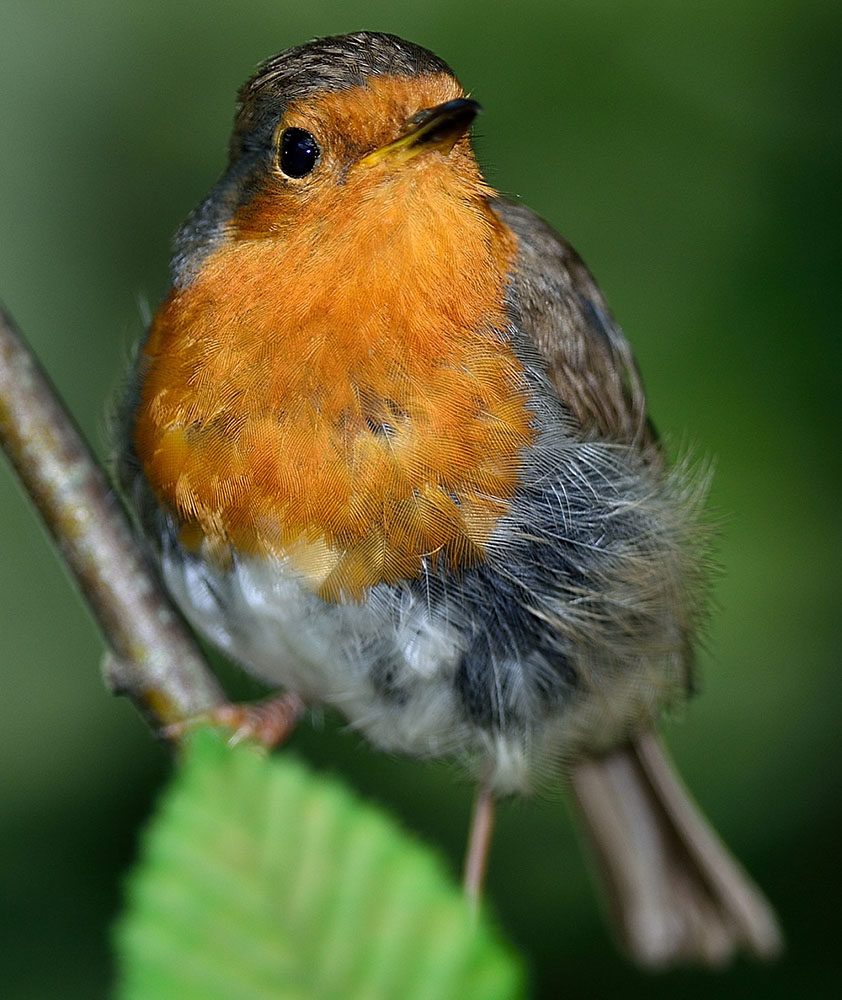 Kızılgerdan » European Robin » Erithacus rubecula