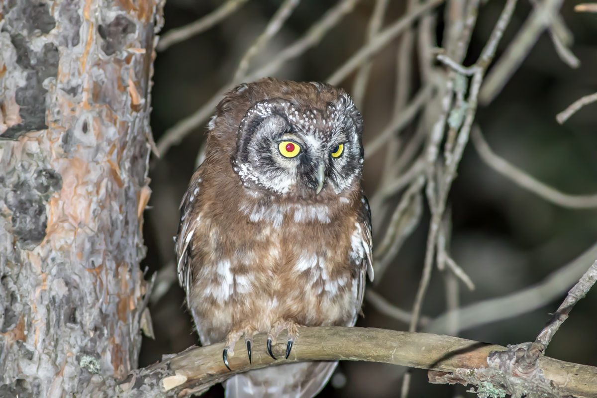 Paçalı baykuş » Boreal Owl » Aegolius funereus