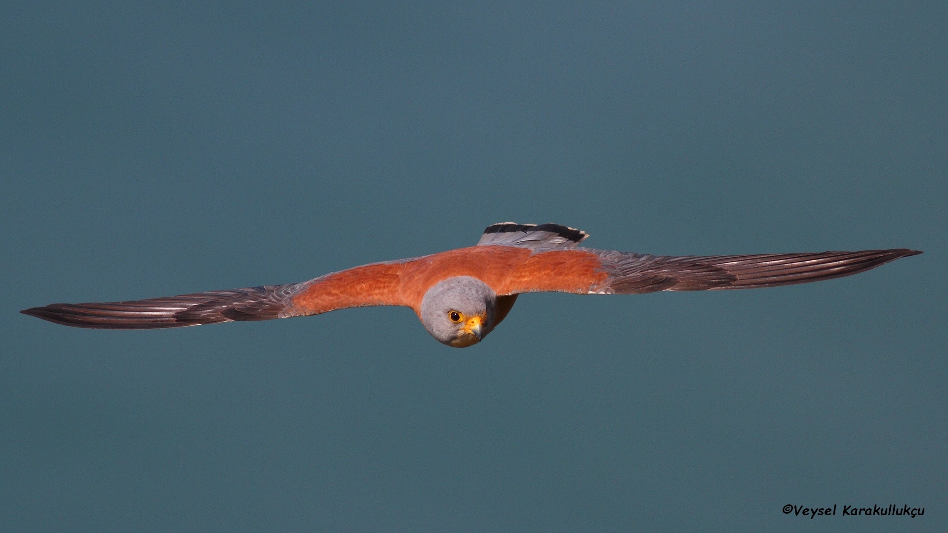 Küçük kerkenez