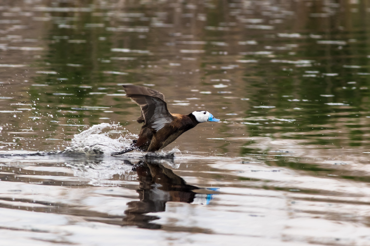Dikkuyruk » White-headed Duck » Oxyura leucocephala