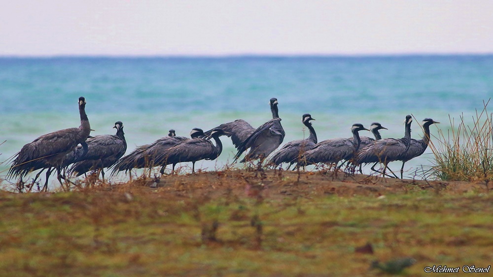 Telli turna » Demoiselle Crane » Grus virgo