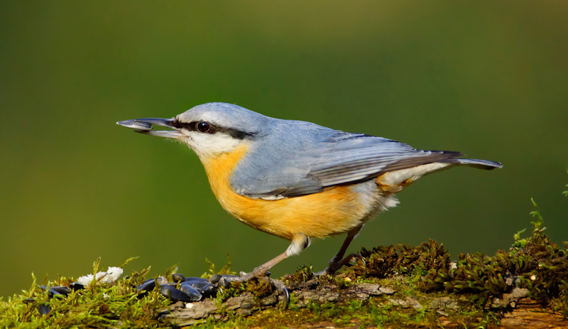 Sıvacı » Eurasian Nuthatch » Sitta europaea