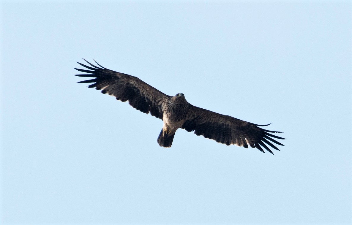 Şah kartal » Eastern Imperial Eagle » Aquila heliaca