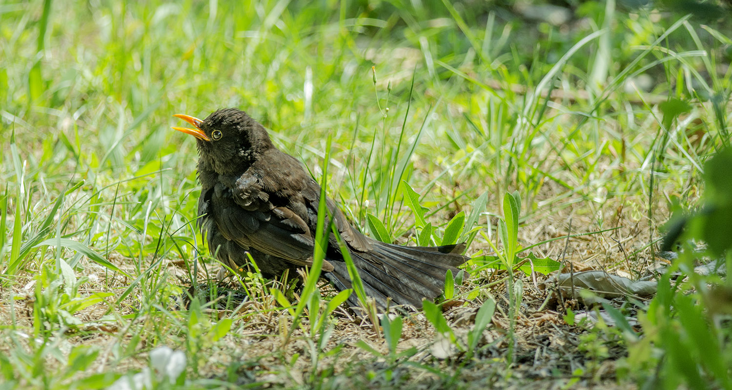 Karatavuk » Common Blackbird » Turdus merula