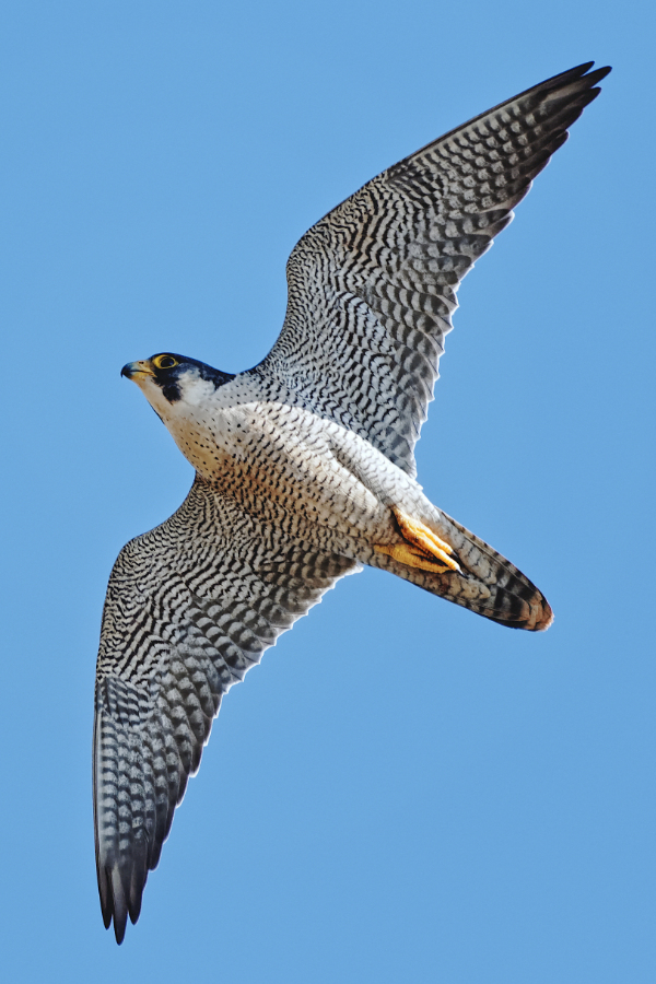 Gök doğan » Peregrine Falcon » Falco peregrinus