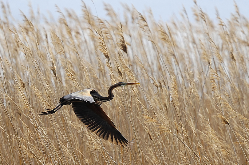 Erguvani balıkçıl » Purple Heron » Ardea purpurea
