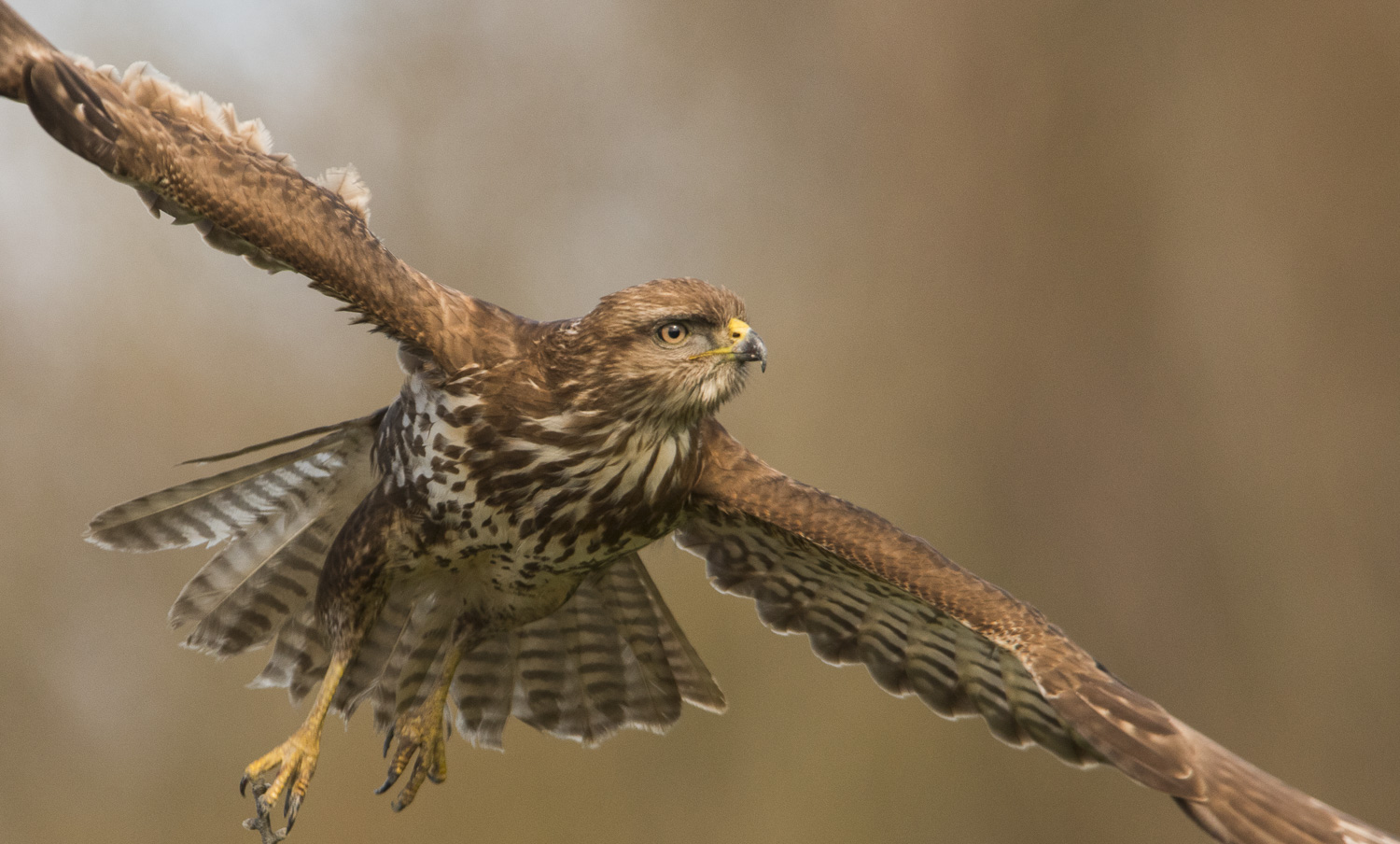 Şahin » Common Buzzard » Buteo buteo