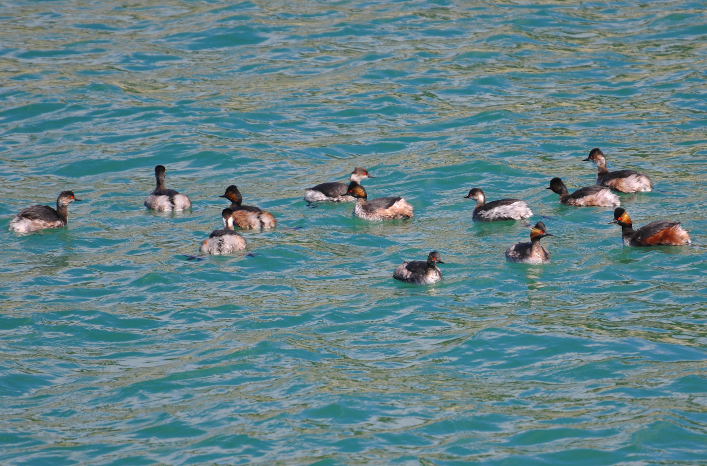 Karaboyunlu batağan » Black-necked Grebe » Podiceps nigricollis