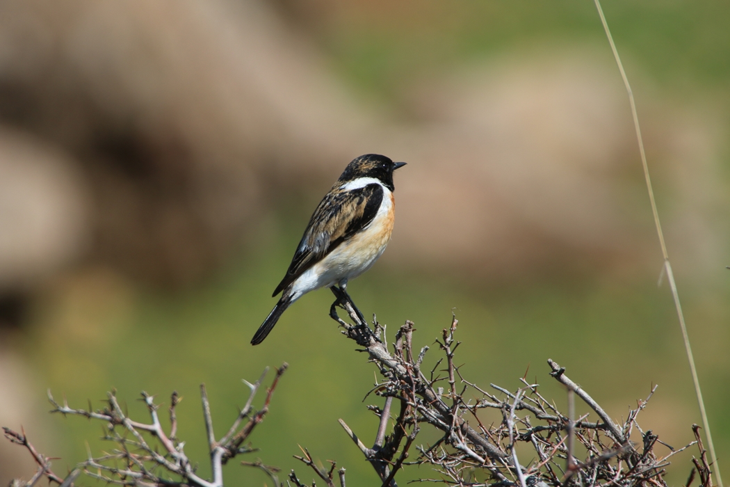 Taşkuşu » European Stonechat » Saxicola rubicola
