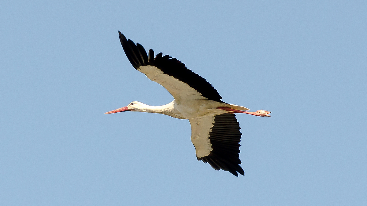 Leylek » White Stork » Ciconia ciconia