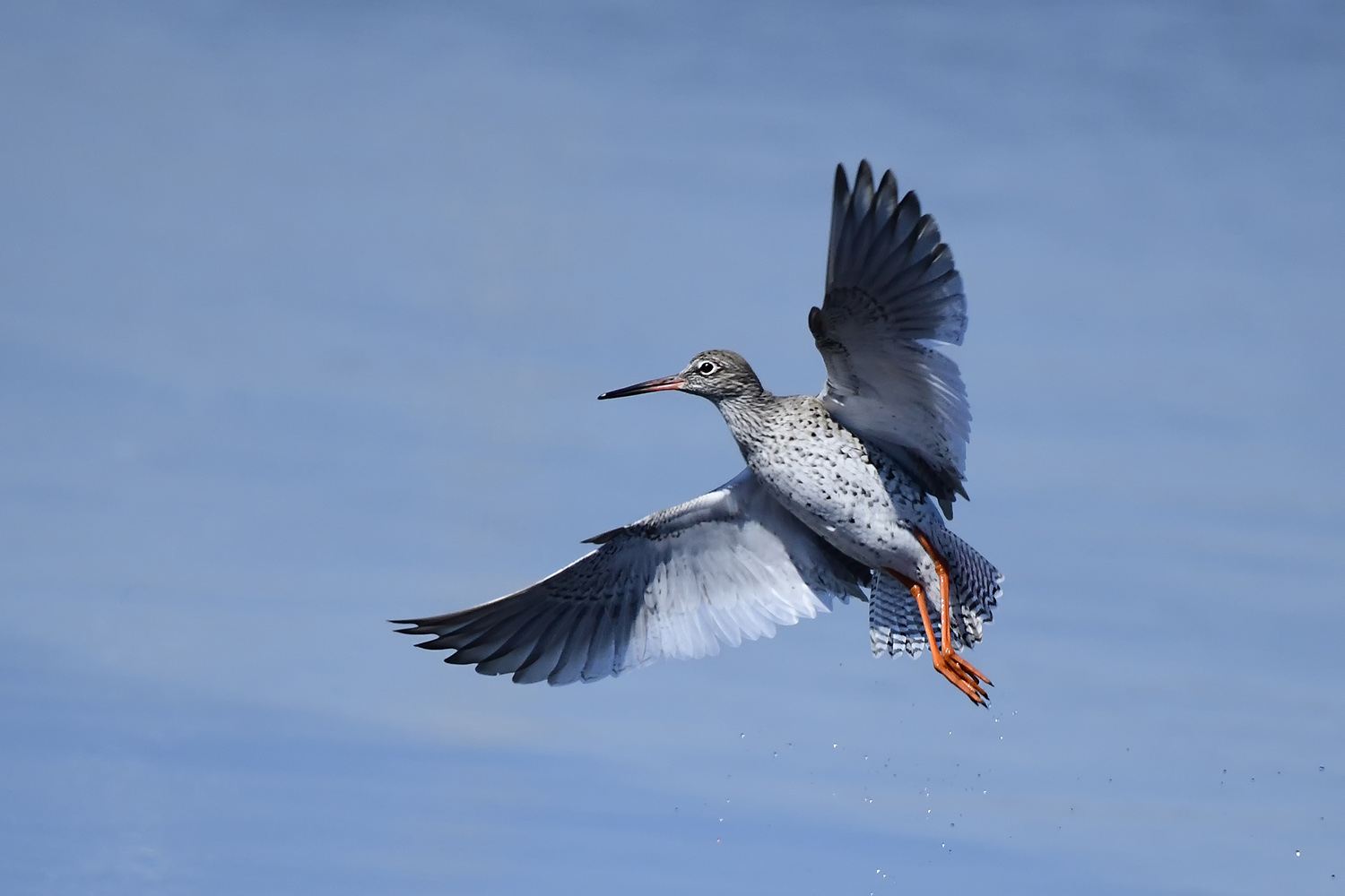 Kızılbacak » Common Redshank » Tringa totanus