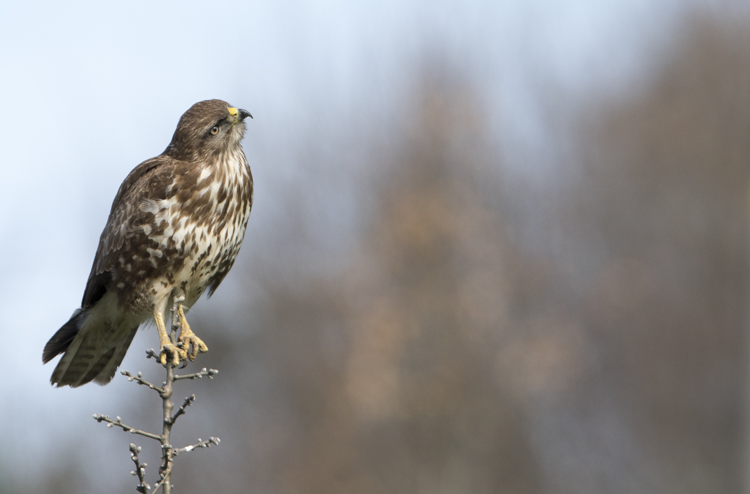 Şahin » Common Buzzard » Buteo buteo